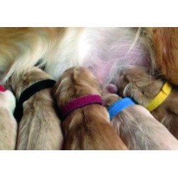 Collares identificativos cachorros (12 uds.)