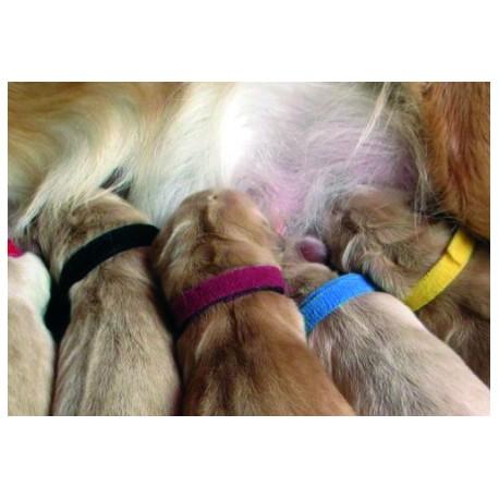 Collares identificativos cachorros (12 uds.)