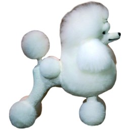 Pelo postizo Poodle blanco