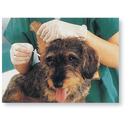 Guantes de latex - talla XL